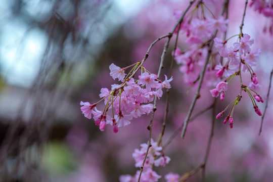 青龙寺樱花