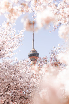 北京春季樱花盛开下的中央电视塔