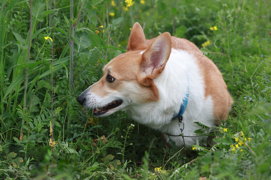 柯基犬