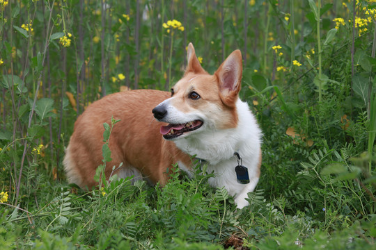 柯基犬