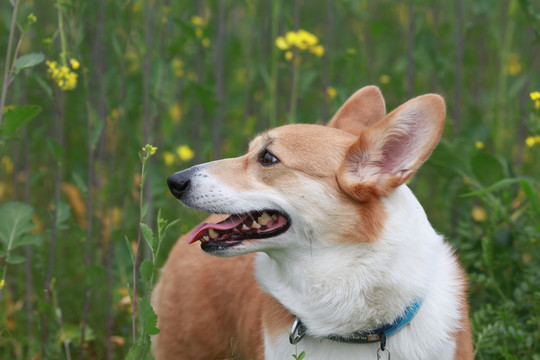 柯基犬