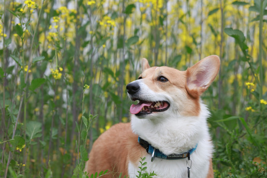 柯基犬