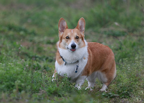 柯基犬