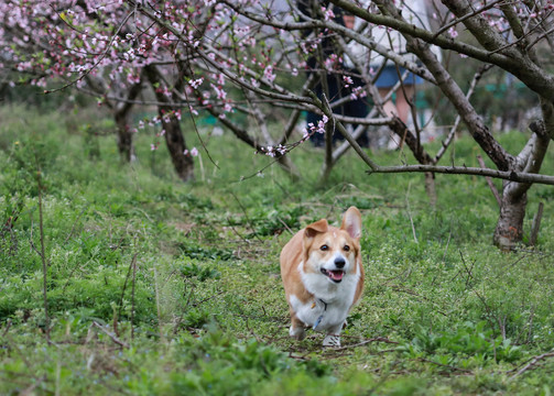 柯基