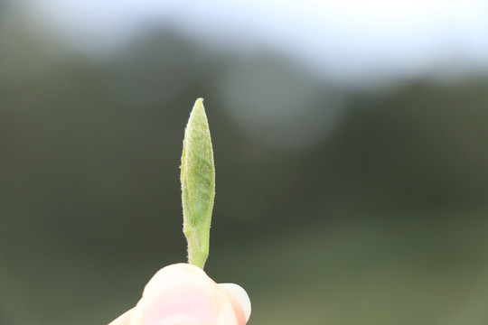 首采白茶