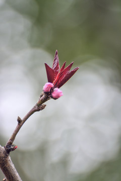 春暖花开