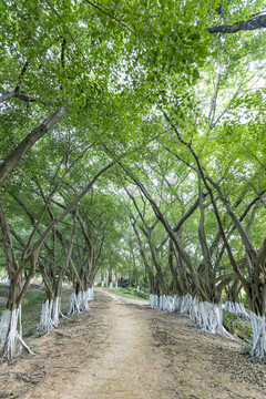 森林小路