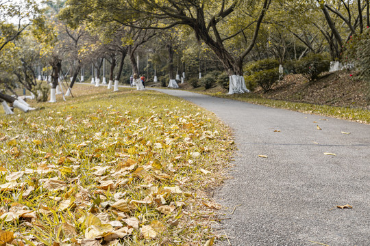 森林落叶