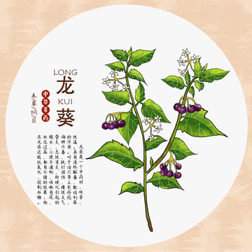龍葵