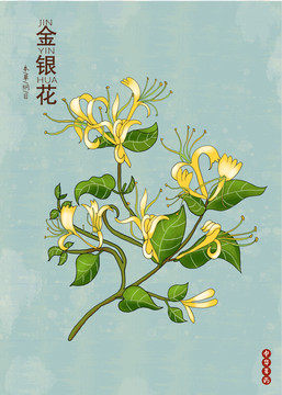 金銀花