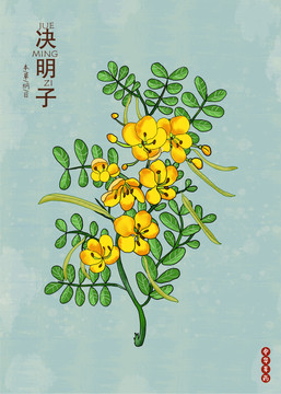 決明子