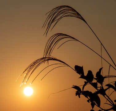 夕阳下唯美芦苇