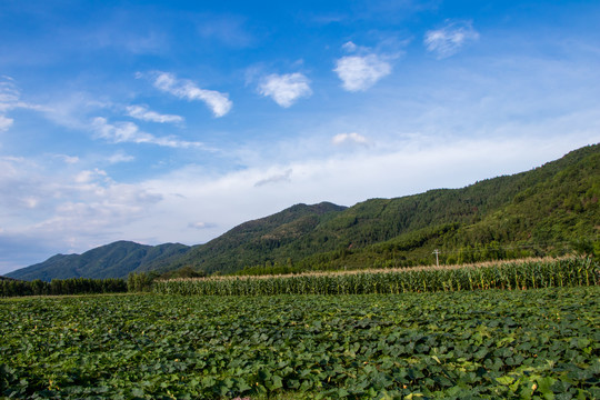 田园风光