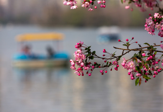 莫愁湖的海棠花