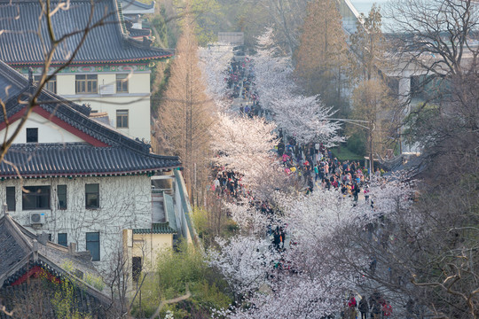 鸡鸣寺樱花大道