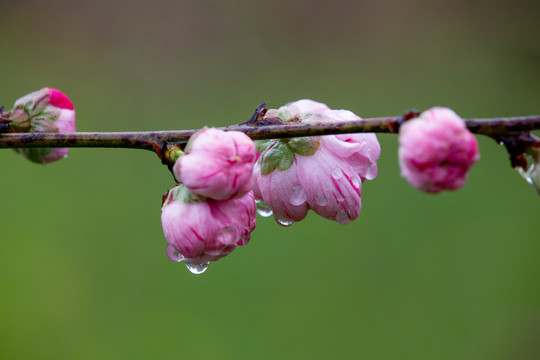 水珠桃花