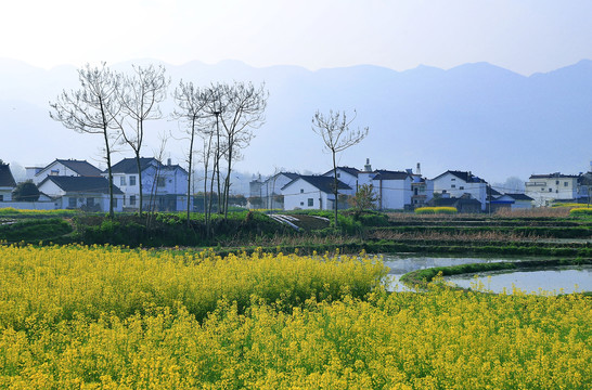 汉中油菜村庄