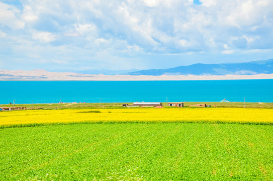 青海湖油菜花