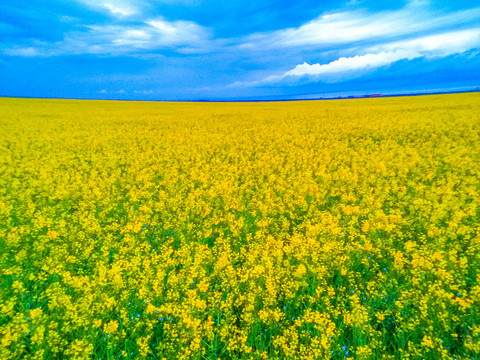 蓝天油菜花