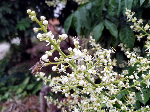 黄皮花