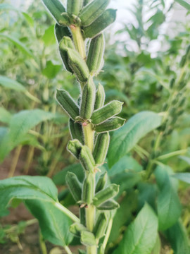 芝麻结果节节高