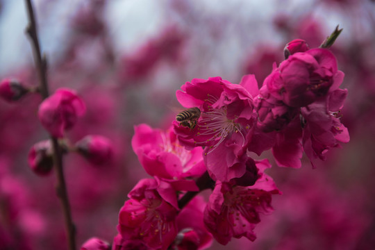 碧桃花