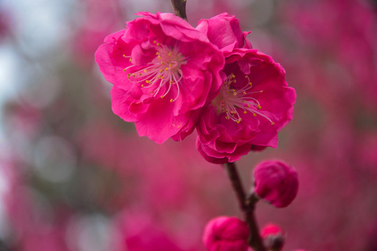 碧桃花