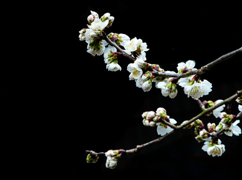 樱桃花