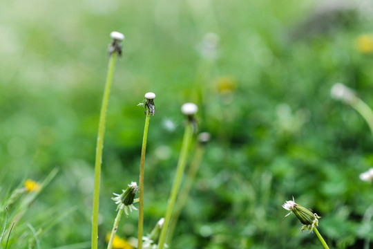 蒲公英花梗草地素材