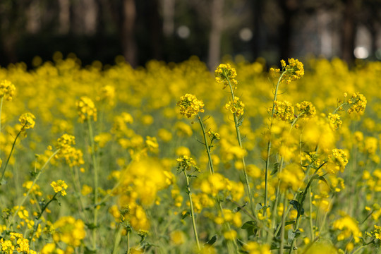 油菜花