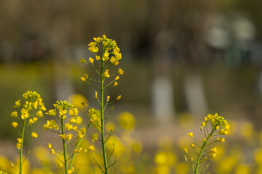 油菜花