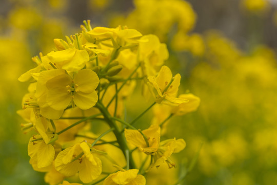 油菜花