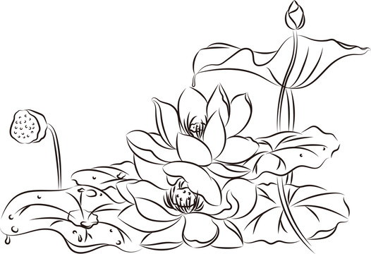 荷花黑白插畫