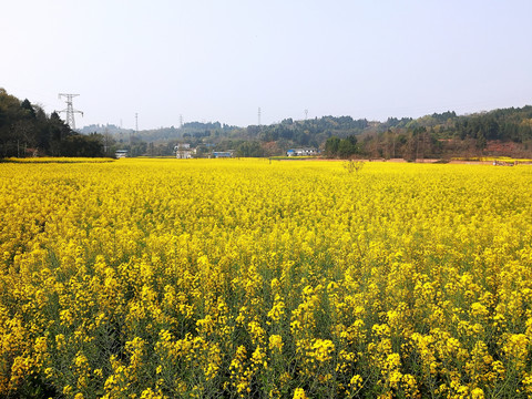 油菜开花