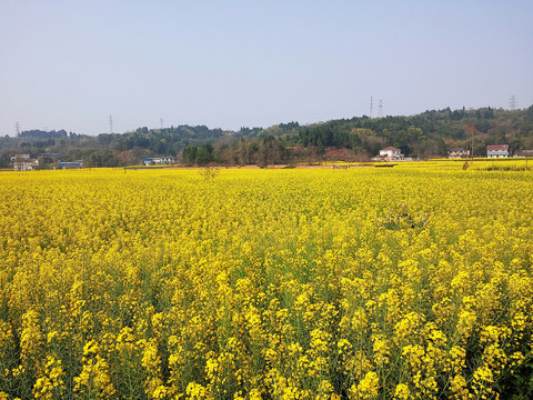 油菜花海