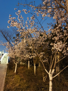 樱花树