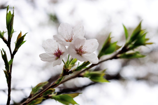 樱花