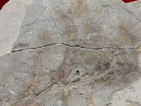 似藓类植物化石