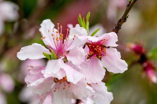 桃花