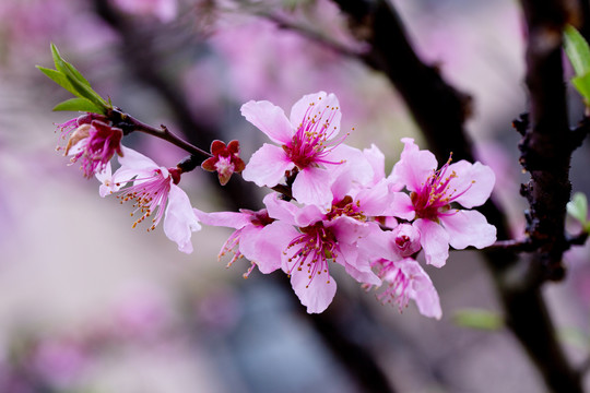 桃花