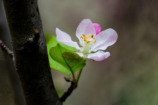 一支海棠花