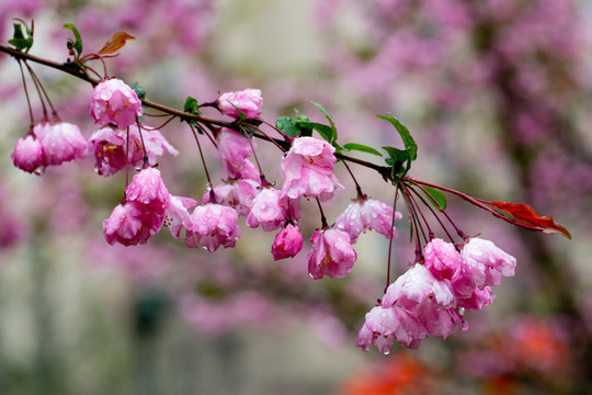 海棠花