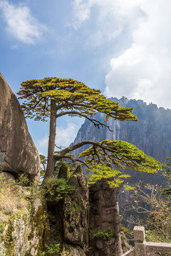 黄山迎客松