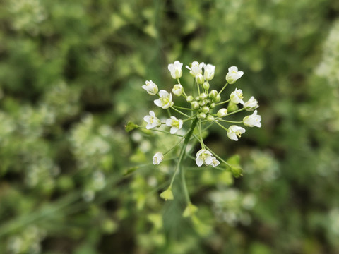 荠菜花