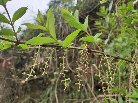 马桑树