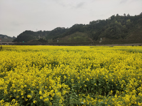 油菜花