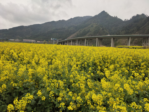 万亩油菜花