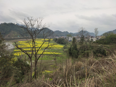 油菜花开