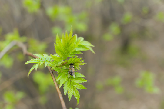 蜜蜂