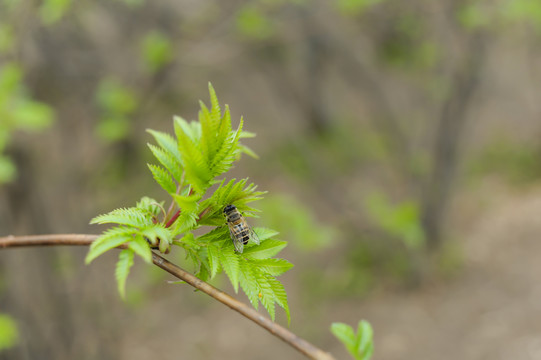 蜜蜂